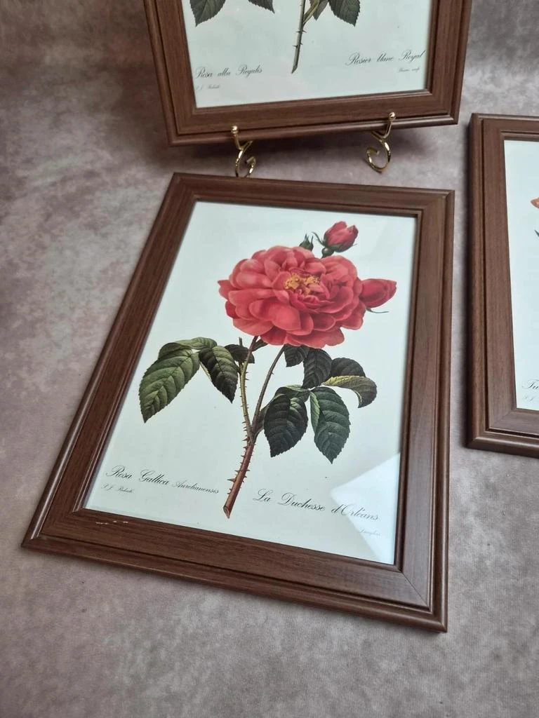 Lot de 3 quadros botânicos P.j. Redouté – Rosas e tulipa – photo 7